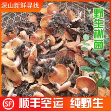 新鲜野生枞菌松树菇重阳菌乌红枞菌食用蘑菇雁鹅寒菌1斤顺丰 包邮