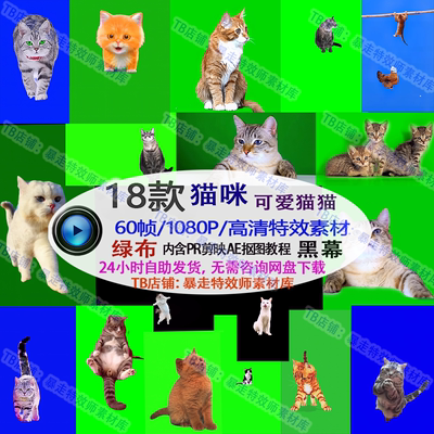 猫咪动物猫猫绿幕素材高清黑幕免抠像Ae剪映PR合成特效视频素材