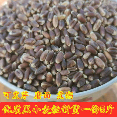 黑麦优粮品芝新黑小麦农家