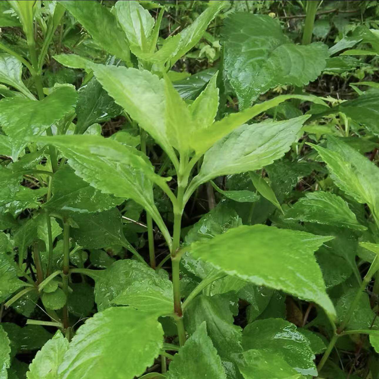 福建高山新鲜苦菜现采野生头茬野生苦丁菜煲汤野菜败酱草美味