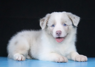 边牧幼犬纯种活体三色丁香边牧宠物狗宁波CKU双血统边境牧羊犬