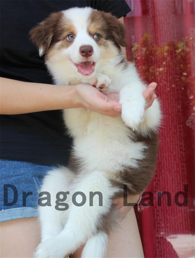 cku认证赛级犬 纯种血统边牧 三色咖啡边牧 边境牧羊犬 边牧活体