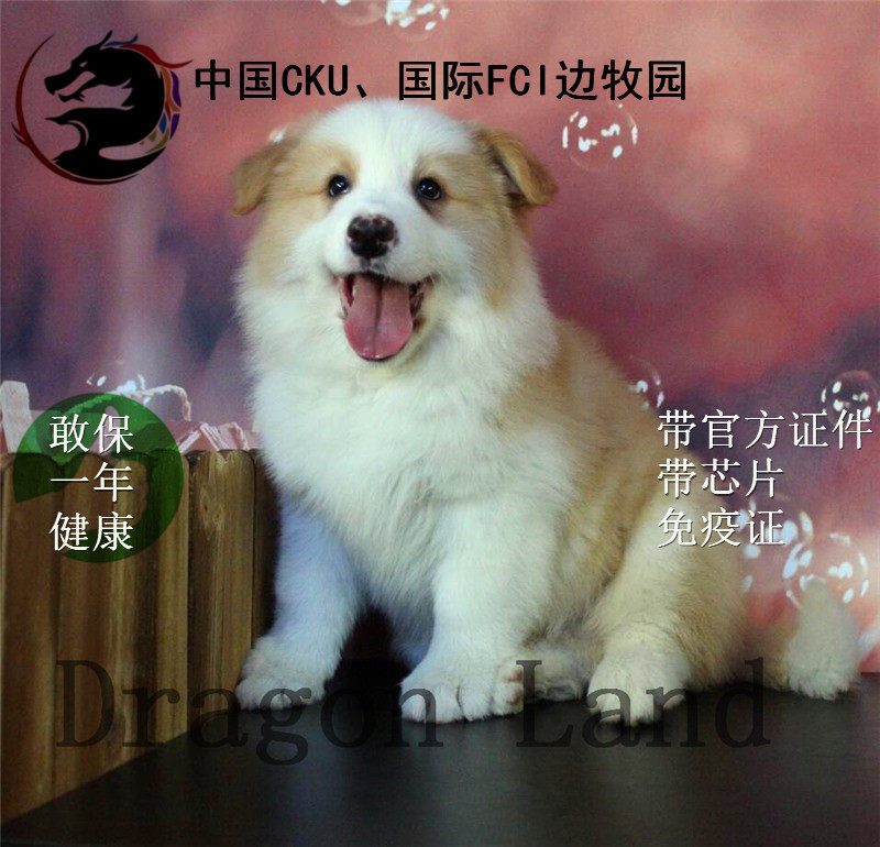 边牧活体 边境牧羊犬活体 边牧幼犬活体 黄白色边牧活体 边牧幼犬