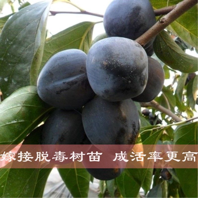新品美国甜脆黑柿子当年结果树苗南北方盆地栽阳台庭院种植果树苗