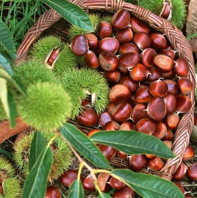 板栗树苗果树苗嫁接地栽板栗苗大红袍板栗栗子树苗盆栽南北方种植