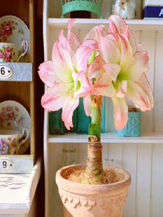 重瓣朱顶红荷兰进口特大朱顶红舞后樱桃妮芙鬼魅阿弗雷仙女种球