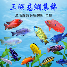 三湖慈鲷鱼非洲王子小马鲷鱼蓝斑马阿里金鑫活体淡水族热带观赏鱼