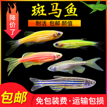 红蓝斑马鱼小型灯科淡水鱼群游新手草缸鱼活体好养易活热带观赏鱼