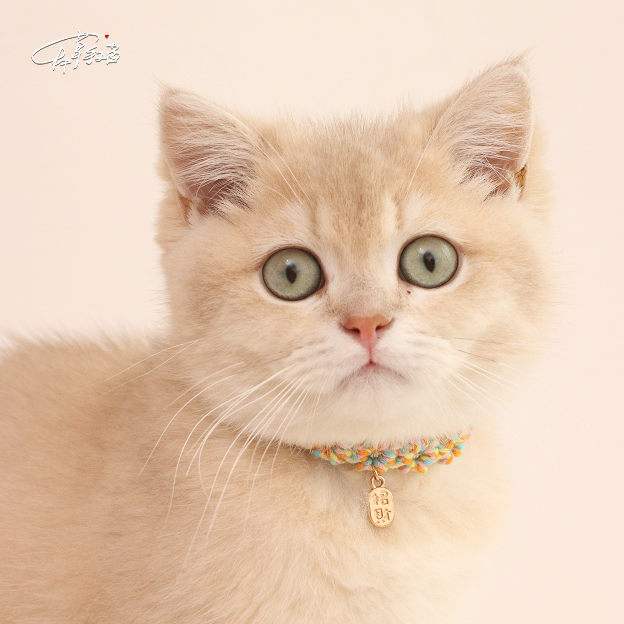 种草手工菌 原创小众花鲤宠物项圈猫脖圈 手工编绳DIY编织材料包