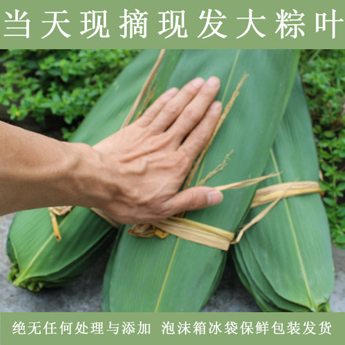 粽叶新鲜免邮现摘宽大纯天然无添加非真空包粽子叶子麻竹叶200张