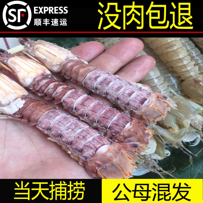 皮皮虾鲜活超大带黄虾爬子连云港螳螂虾