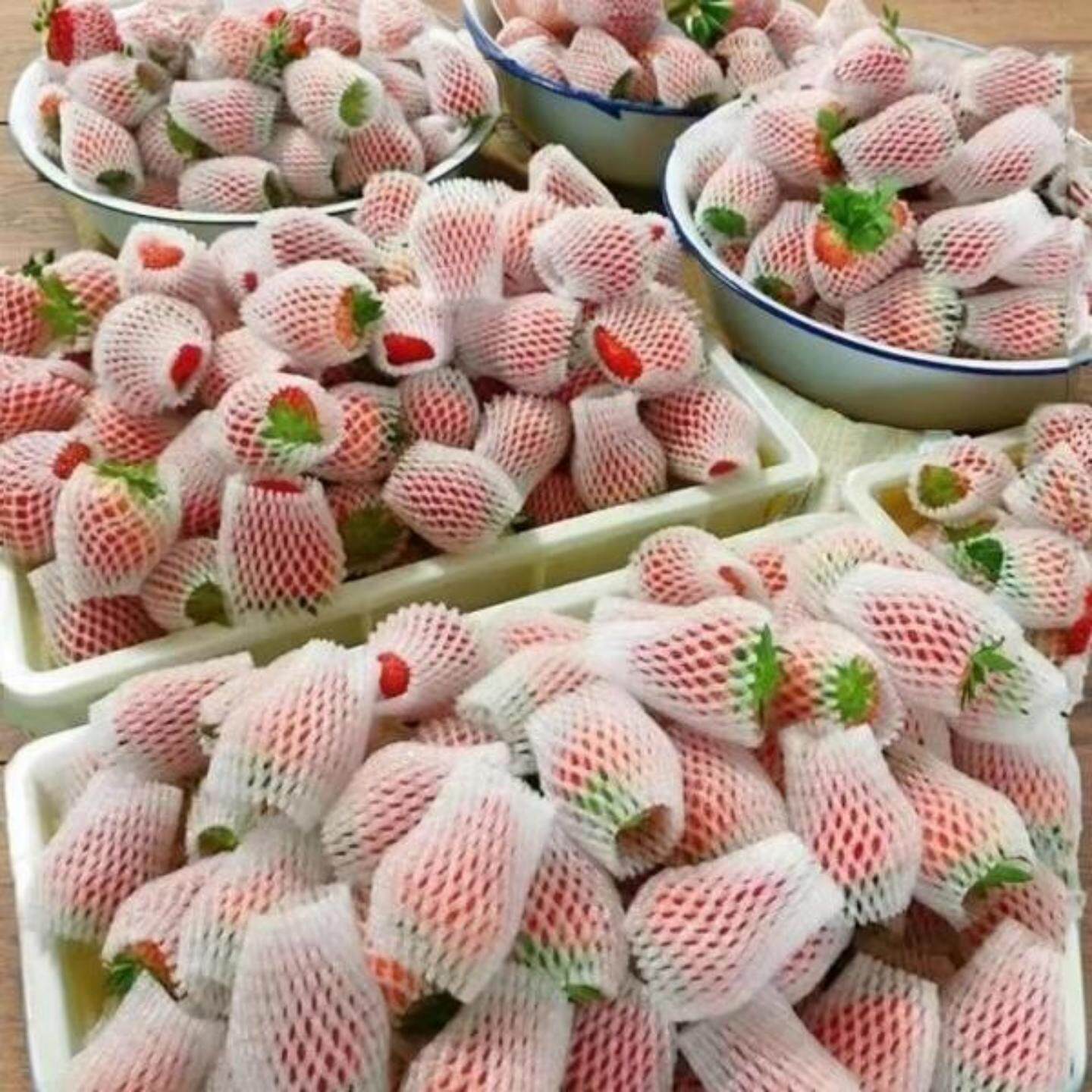 9斤云南四季草莓新鲜商用糖葫芦烘焙专用水果整批发包赔奶茶蛋糕