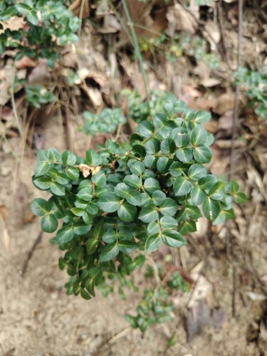 野生绣花针虎刺根正宗老鼠刺绣花针中药材500g正品石缝生长