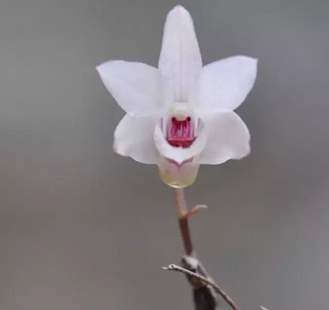 白花铁米铁皮石斛红米石斛石斛盆栽非霍山石斛