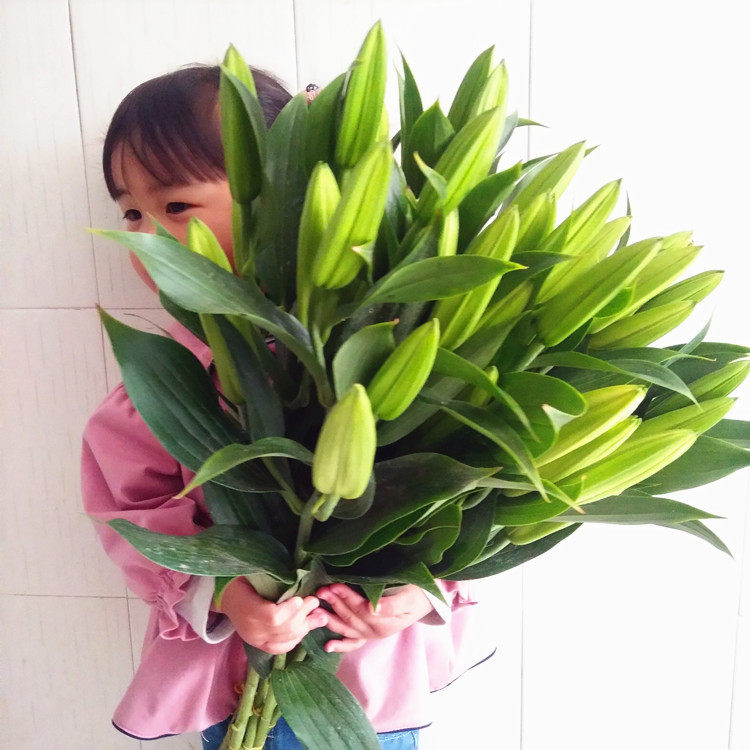 云南新鲜百合花鲜花基地直发家庭插花养花供佛香水百合10支一扎