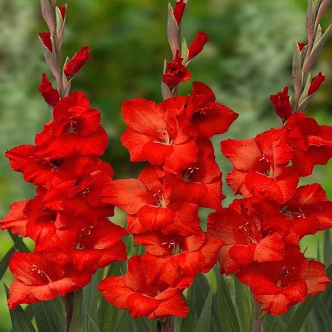 花卉剑兰图片,剑兰花图片,剑兰图片花束_大山谷图库