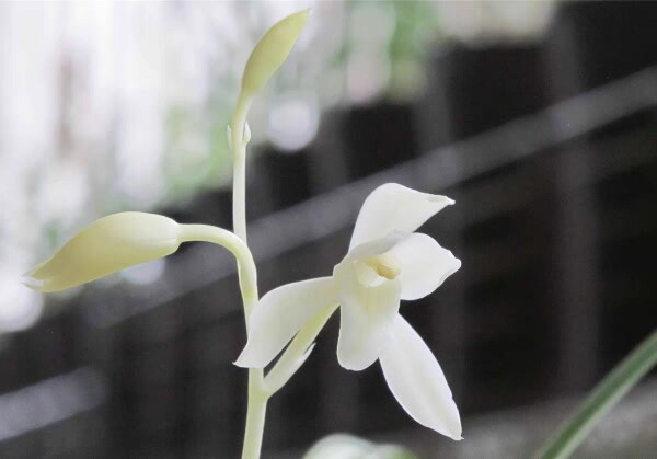 兰花苗建兰名品【无尘】硬化一年半 开花香室内花卉绿植好养易活