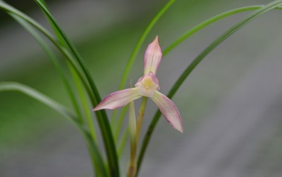 兰花苗春兰色花【秋水芙蓉】硬化一年 浓香室内花卉绿植好养易活