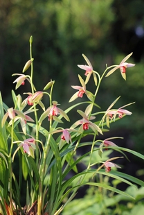 兰花苗建兰 硬化一年半 开花香室内花卉绿植好养易活 贵妃醉酒