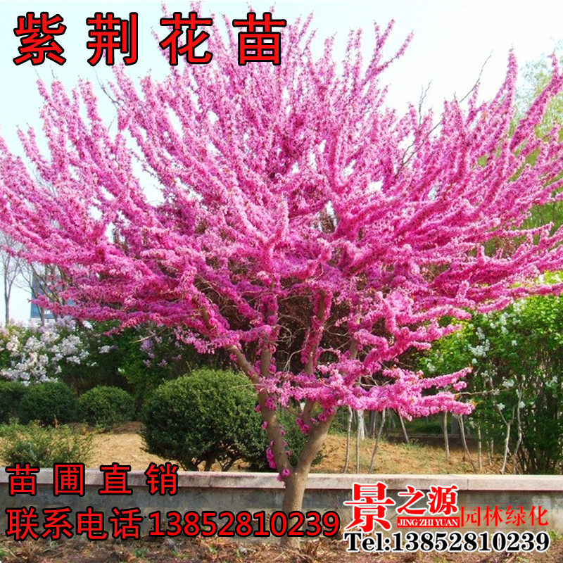 庭院绿化苗木紫荆苗 紫荆花苗 紫荆树苗 满条红紫荆小苗樱花树苗