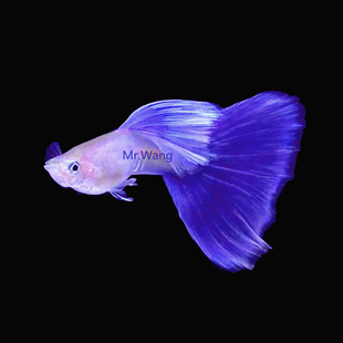 循鱼Mr.Wang拉朱莉紫尾精品孔雀鱼进口紫灰色黑眼凤尾鱼稀有品种
