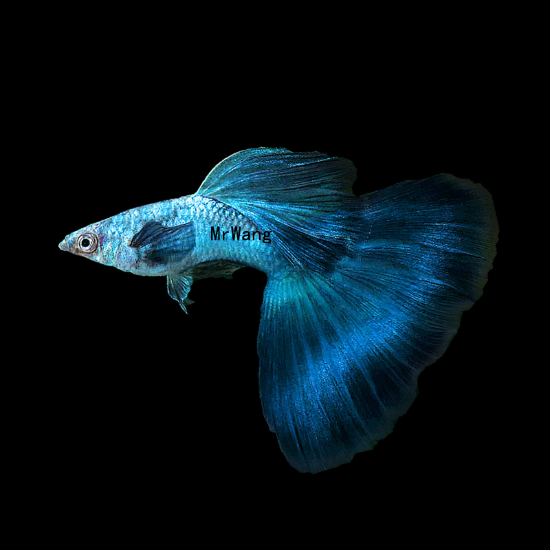 热带鱼循鱼MrWang孔雀鱼