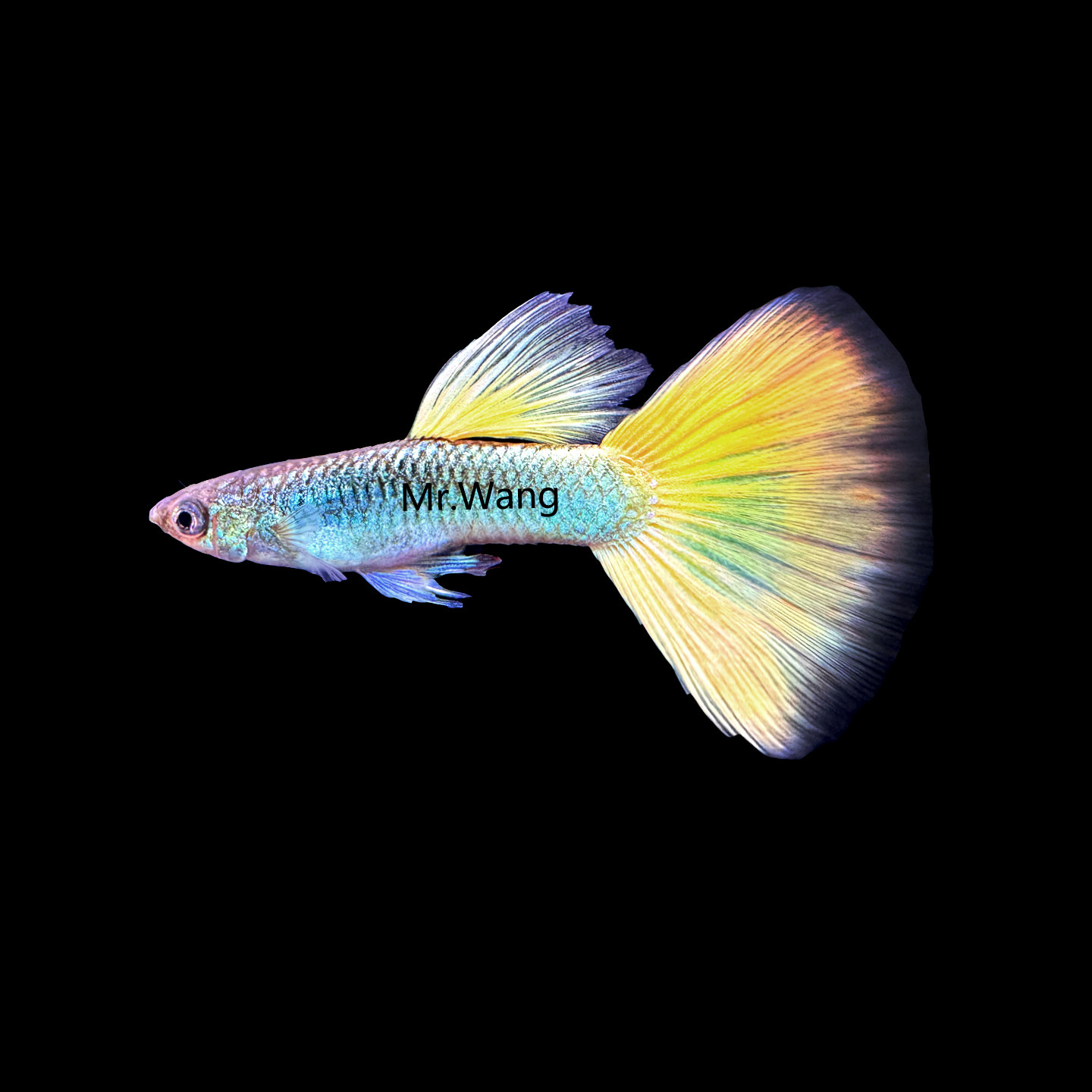 德国进口马特利精品孔雀鱼热带鱼凤尾鱼小型淡水鱼纯种活体宠物