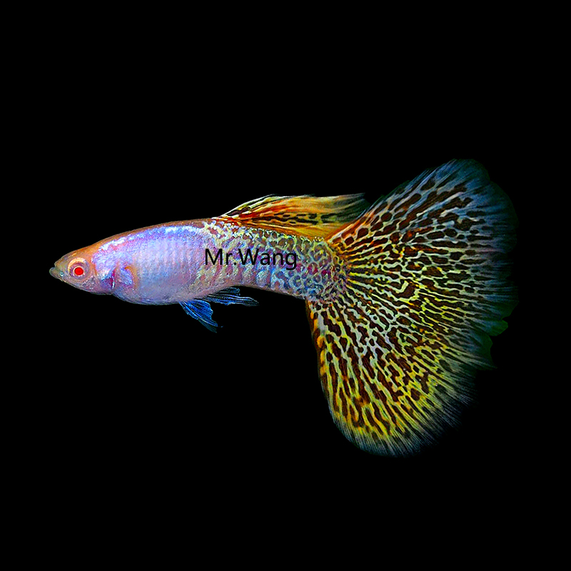孔雀鱼循鱼MrWang孔雀鱼