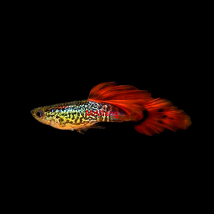 循鱼MrWang美国进口银河纹红蕾丝矛尾孔雀鱼精品热带鱼稀有品种