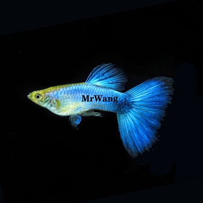 孔雀鱼循鱼MrWang孔雀鱼热带鱼