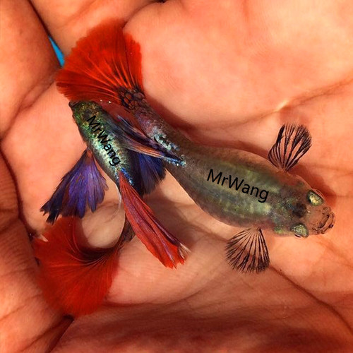 循鱼MrWang孔雀鱼热带鱼