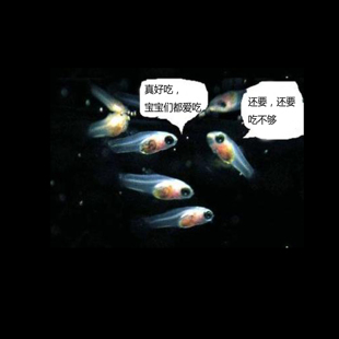 免孵化脱壳丰年虾卵灯科鱼孔雀鱼饲料鱼食小型热带鱼幼鱼开口鱼粮