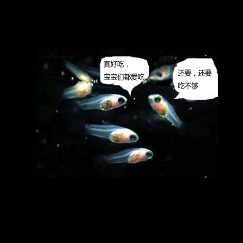 免孵化脱壳丰年虾卵小型热带鱼