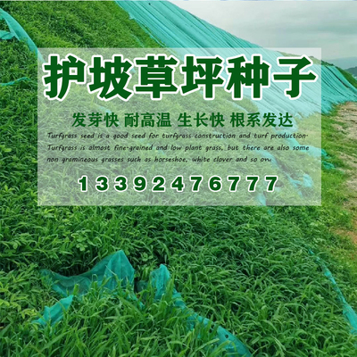 叶草边坡绿化叶草边坡绿化耐