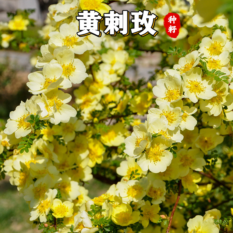 【绿博】红刺玫种子玫瑰花园林绿化观赏开花当年新采种大花藤本黄