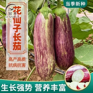 花仙子长茄种子早熟高产竹丝花茄茄子种子籽四季耐热蔬菜种子大全