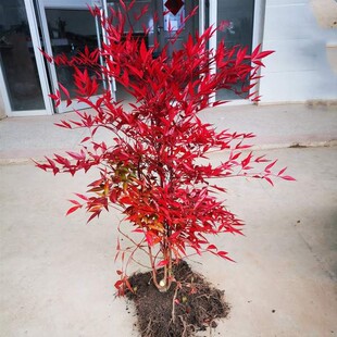 火焰南天竹盆景老桩树苗庭院种植南天竹室内客厅阳台盆栽竹子盆栽