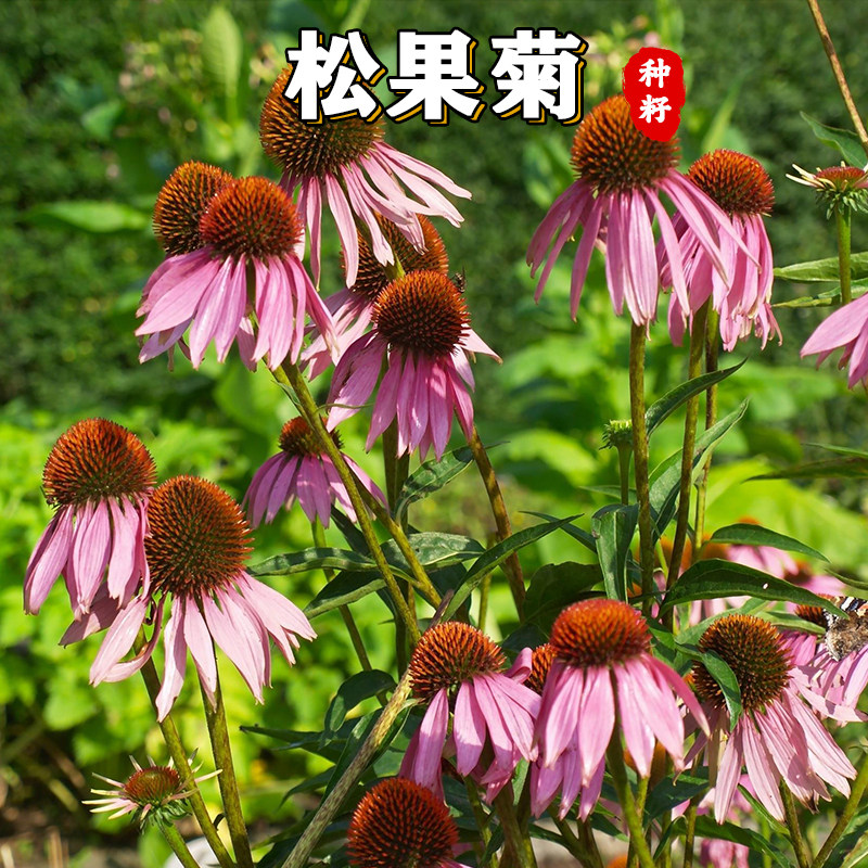 【绿博】紫松果菊花种子春秋播种多年生耐寒花籽室外庭院阳台花卉
