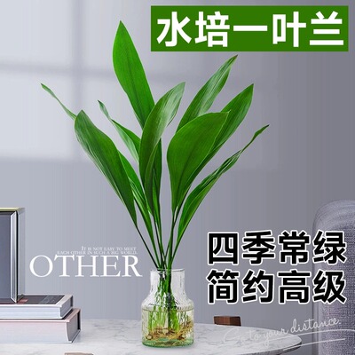 水培一叶兰绿植室内盆栽四季常青客厅网红水养植物好养活懒人绿萝