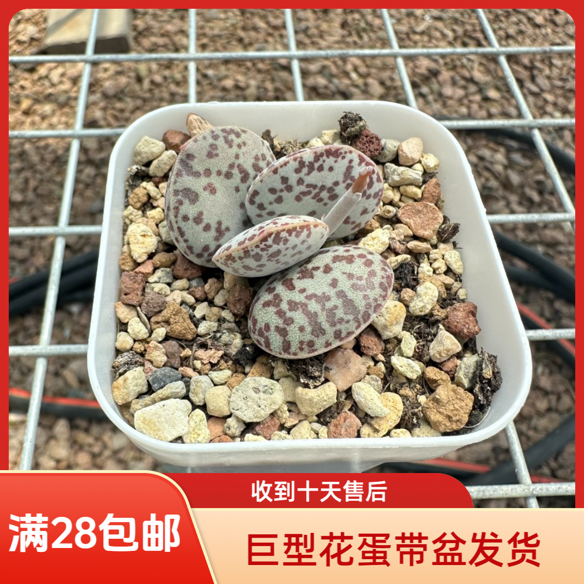 巨型花蛋水泡28包邮带盆土发货稀有花卉盆栽进口多肉植物景天科成