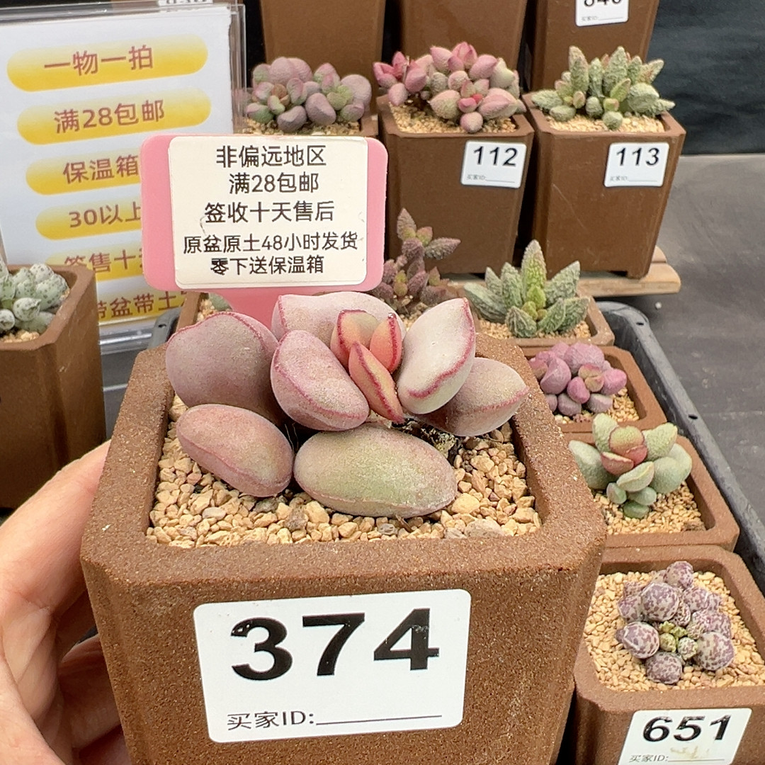 白肌红蛋374,鲜花速递/花卉仿真/绿植园艺,多肉植物,淘宝优惠券,粉丝福利购,淘宝优惠卷