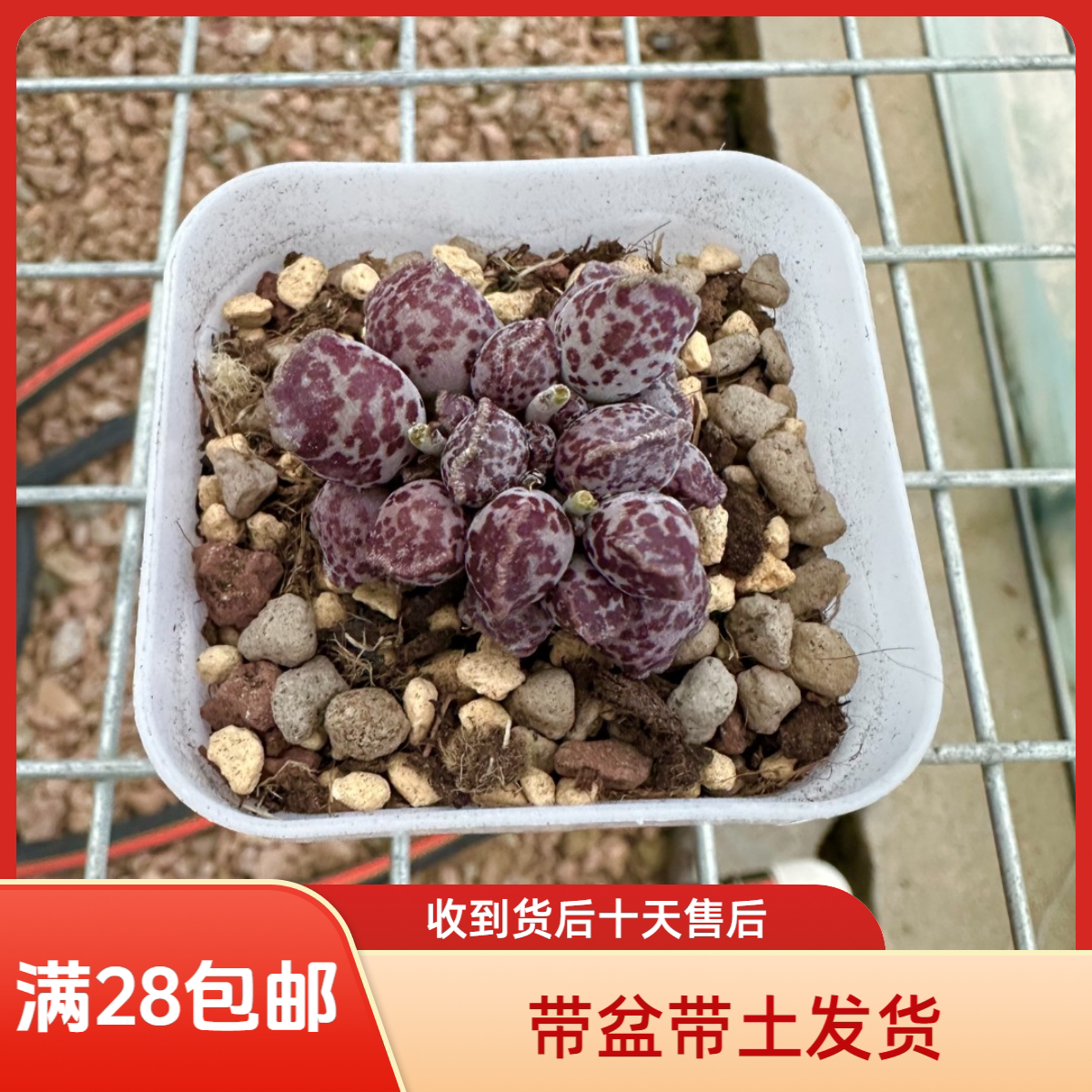 达摩海豹满28包邮猫儿KT豹带盆带土阳台花卉盆栽多肉植物成株