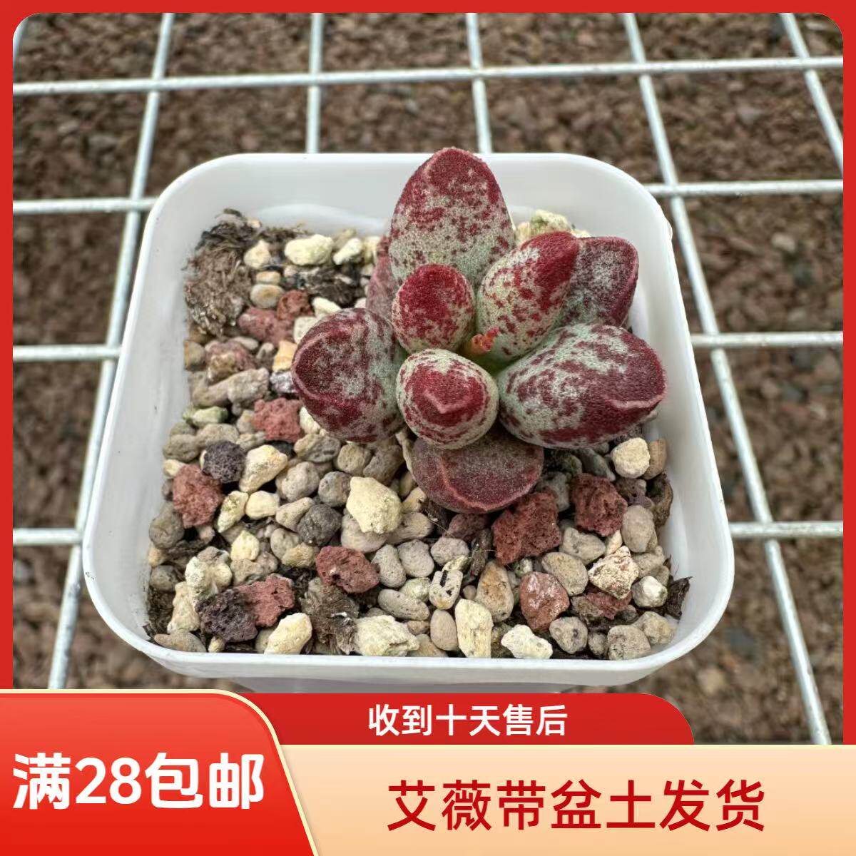 艾薇花斑鹿满28包邮带盆带土阳台花卉盆栽进口多肉植物景天科成株