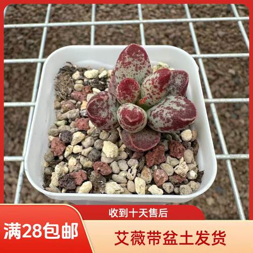 艾薇花斑鹿满28包邮带盆多肉