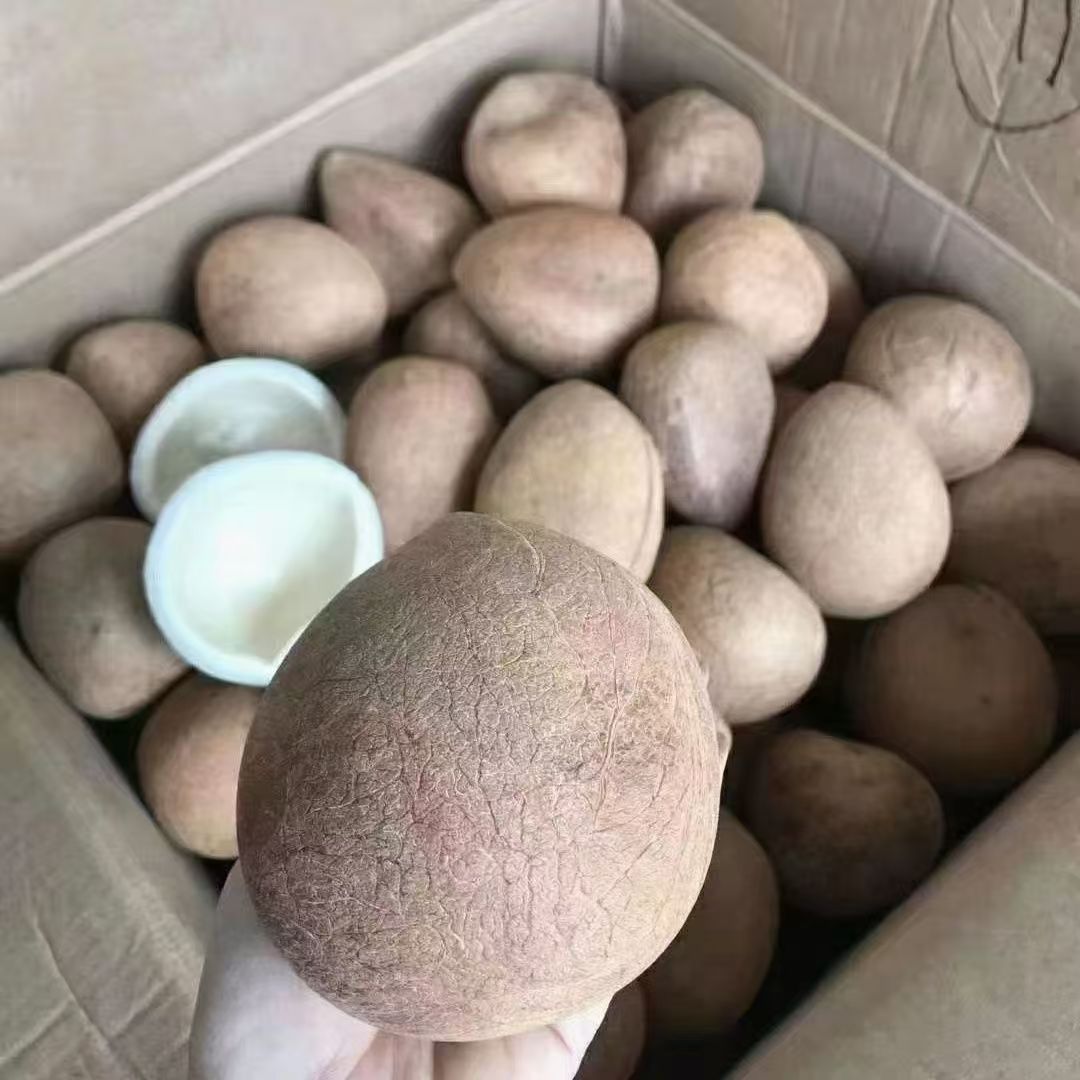 印度大椰皇5斤10斤新鲜椰皇 孕妇煲汤椰子鸡食材火锅商用海椰果肉