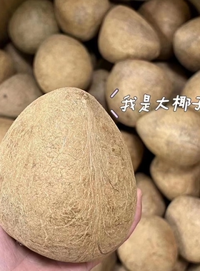 印度椰子皇小椰干海椰皇干椰子肉海底椰王新鲜椰子皇500g印度椰皇
