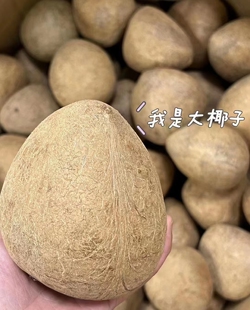 印度椰子皇小椰干海椰皇干椰子肉海底椰王新鲜椰子皇500g印度椰皇