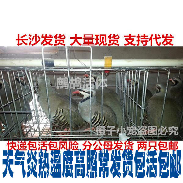 活体美国鹧鸪石鸡鹧鸪鸟活体飞龙鸟一对包邮包活|msdalam kategori haiwan peliharaan/makanan haiwan dan bekalan, Burung dan bekalan, burung - dari Buy2taobao.com untuk memberikan perkhidmatan ejen Taobao profesional membeli