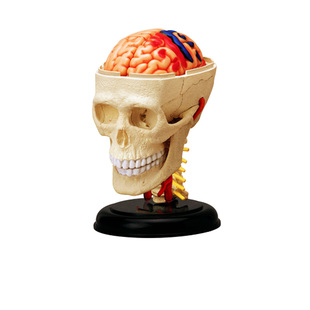 4D MASTER益智拼装玩具人体头骨器官解剖模型医学教学DIY科普用具