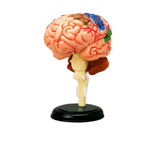 4D MASTER益智拼装玩具人体大脑器官解剖模型医学教学DIY科普用具
